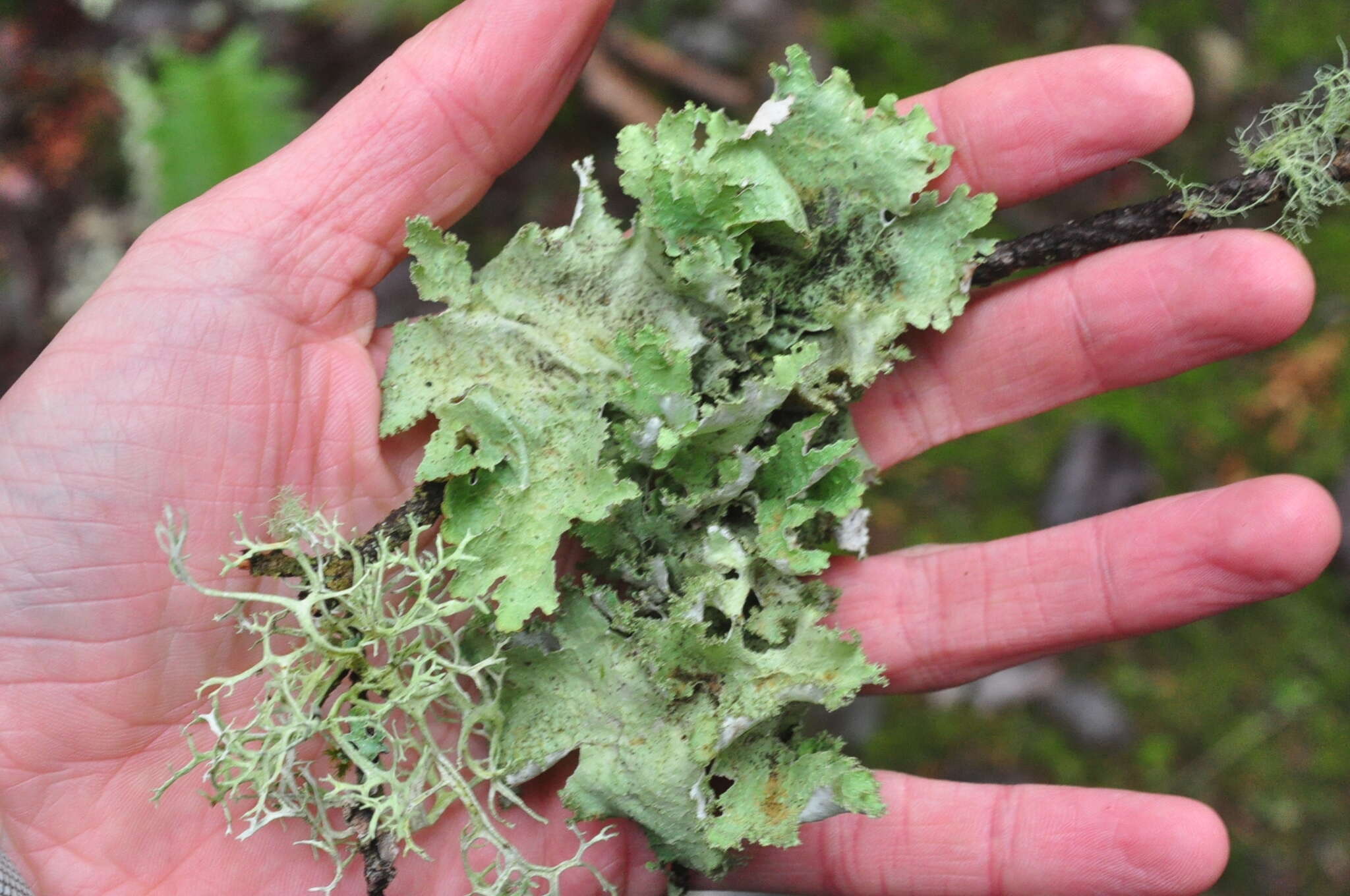 Image of Varied Rag Lichen