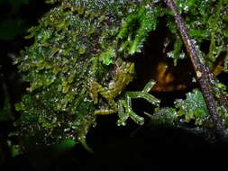 Image of Llanganates Rain Frog; Cutin de los Llanganates