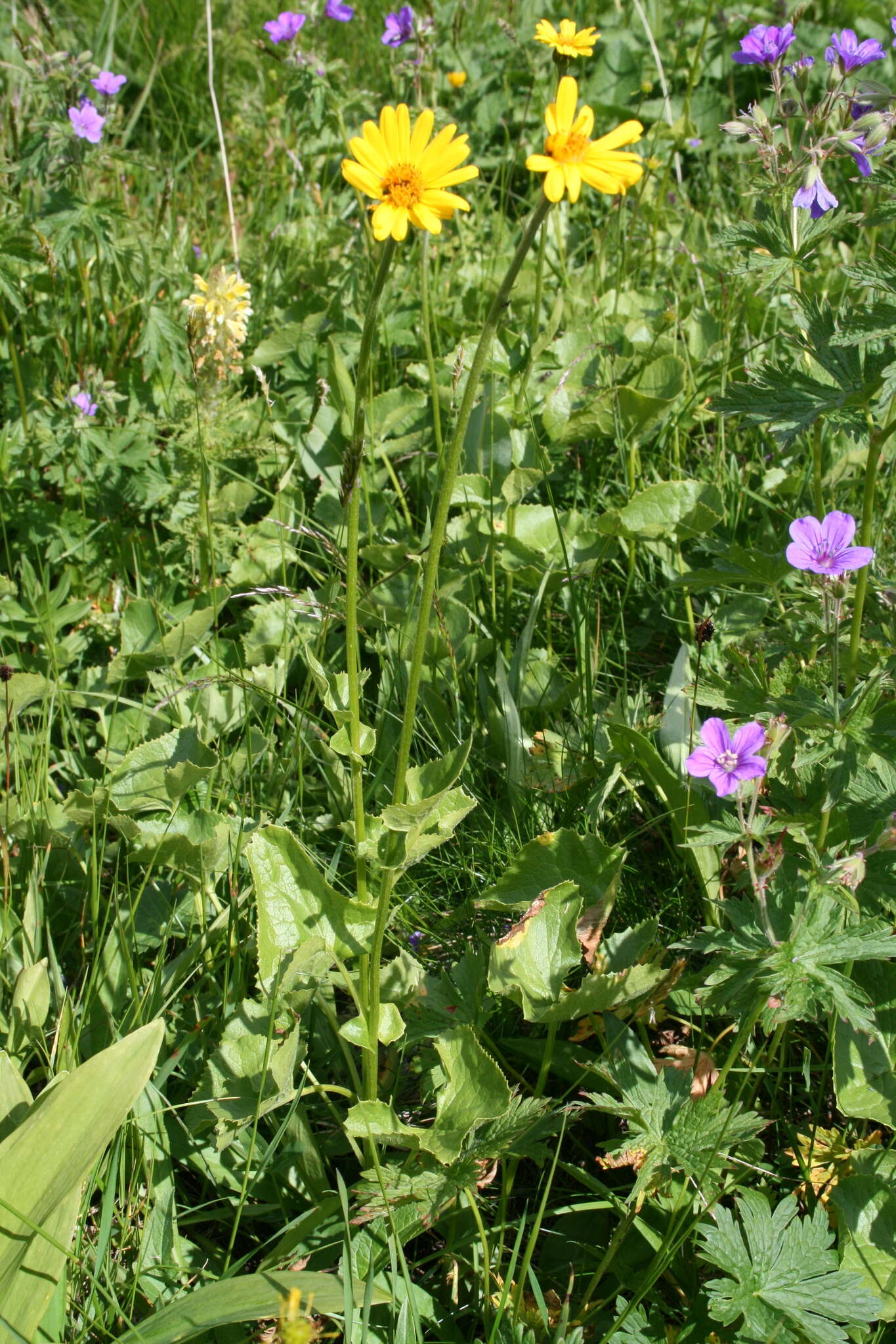 Plancia ëd Dolichorrhiza caucasica (M. Bieb.) Galushko