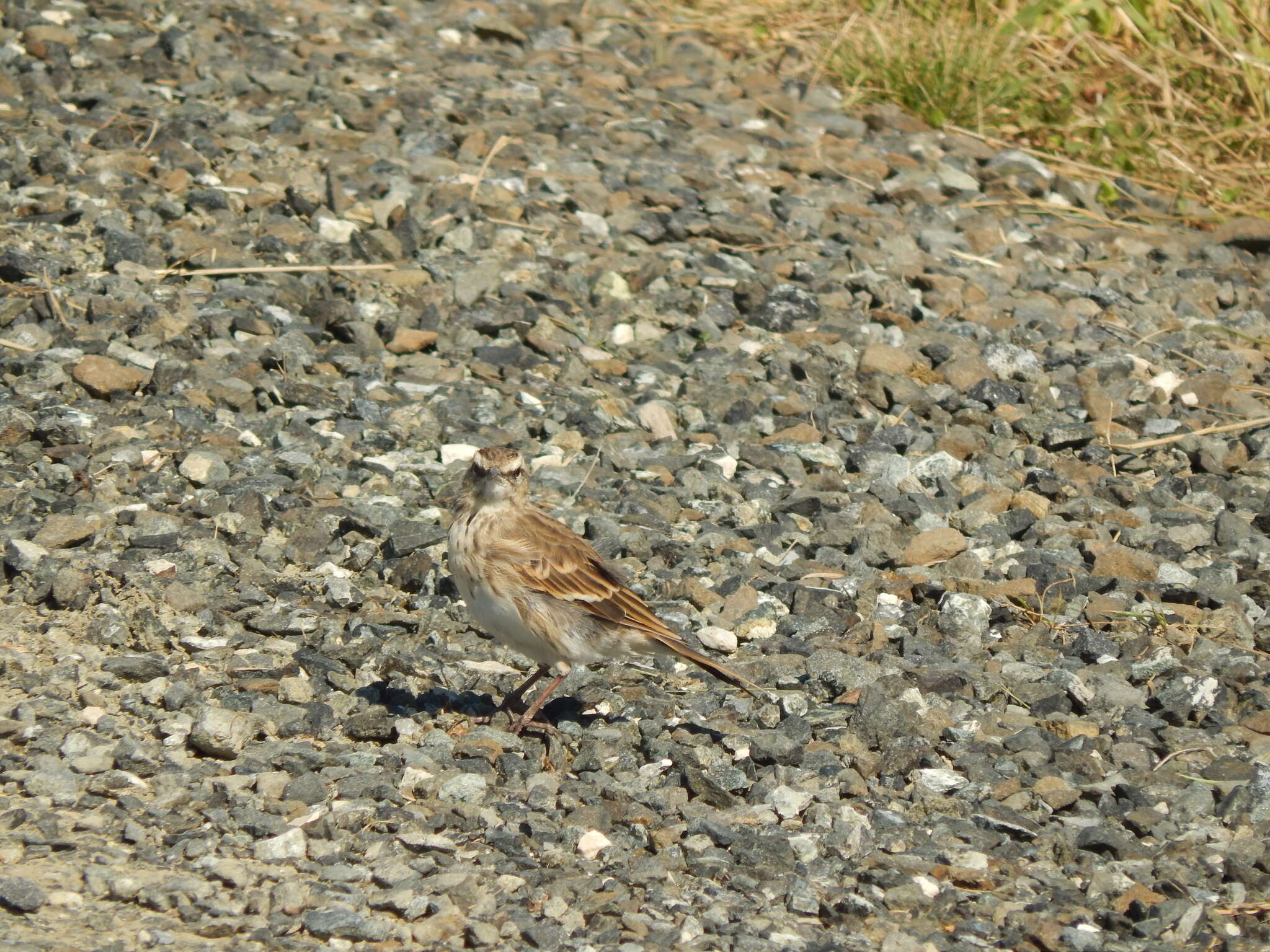 Image of Anthus novaeseelandiae novaeseelandiae (Gmelin & JF 1789)