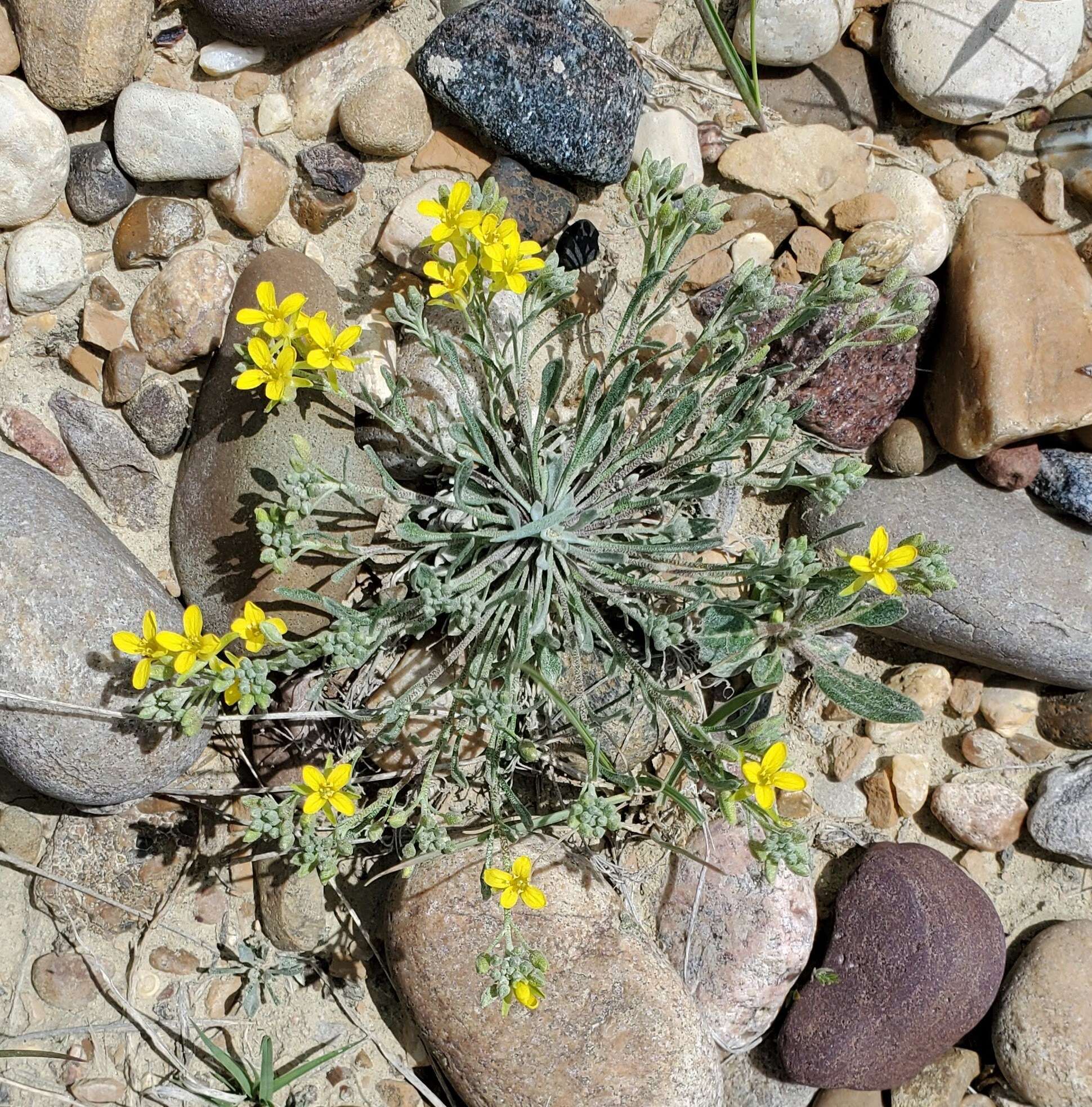 Image of alpine bladderpod