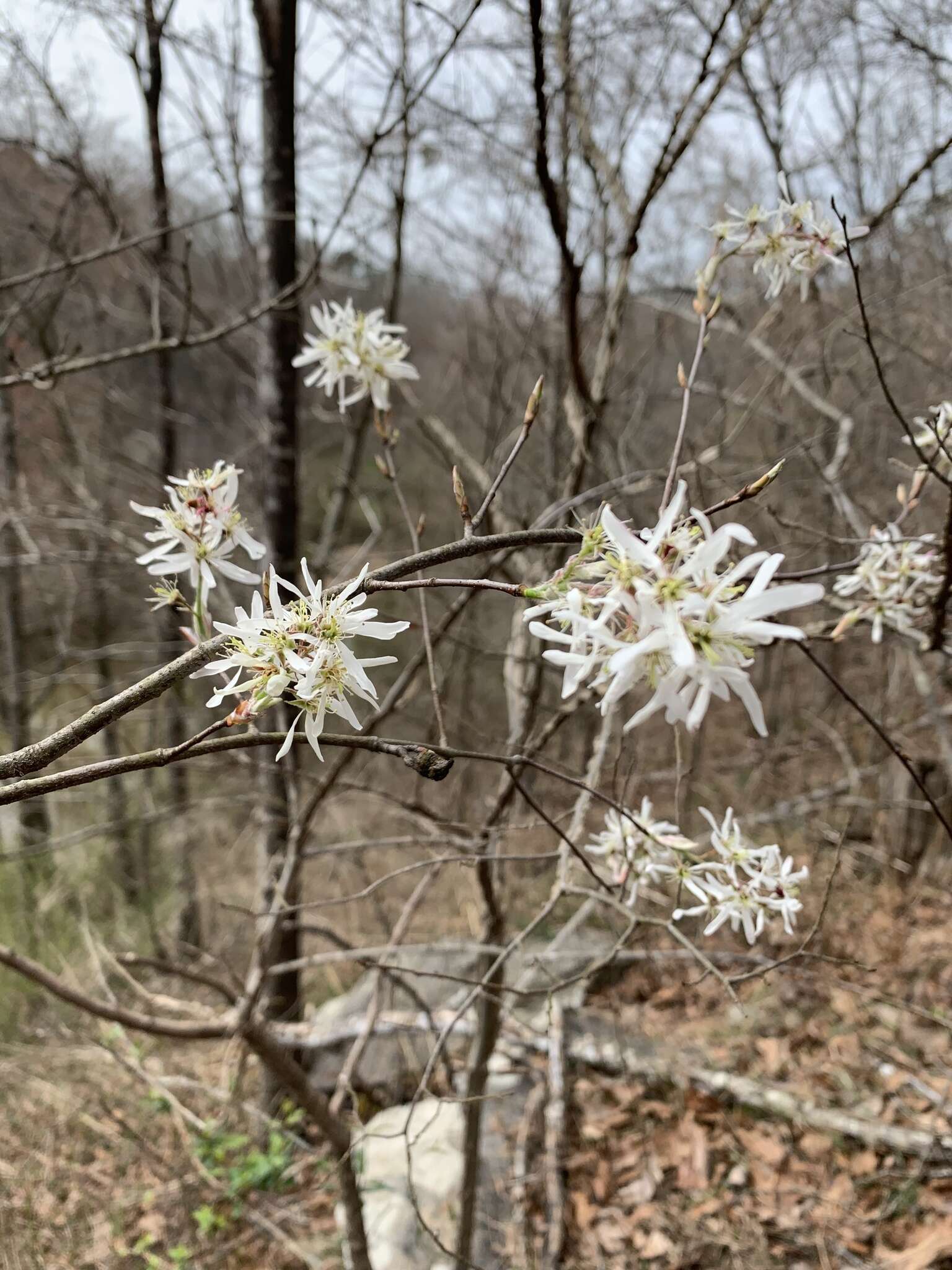 Imagem de <i>Amelanchier <i>arborea</i></i> f. arborea