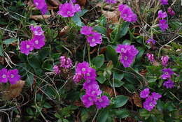 Sivun Primula glaucescens Moretti kuva