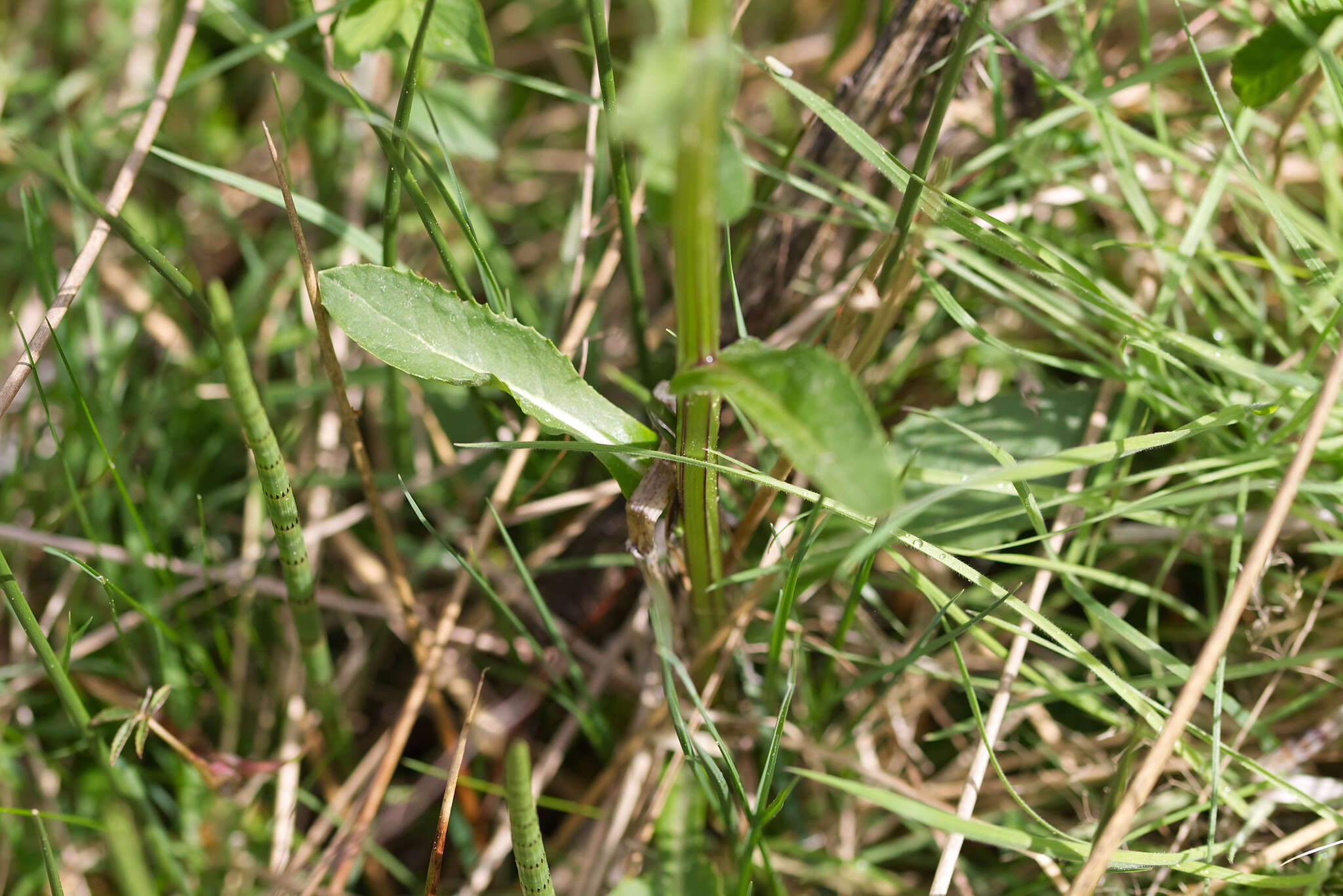 Tephroseris crispa (Jacq.) Schur的圖片