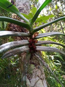 Imagem de Angraecum compactum Schltr.