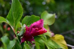 Image of Salvia wagneriana Pol.