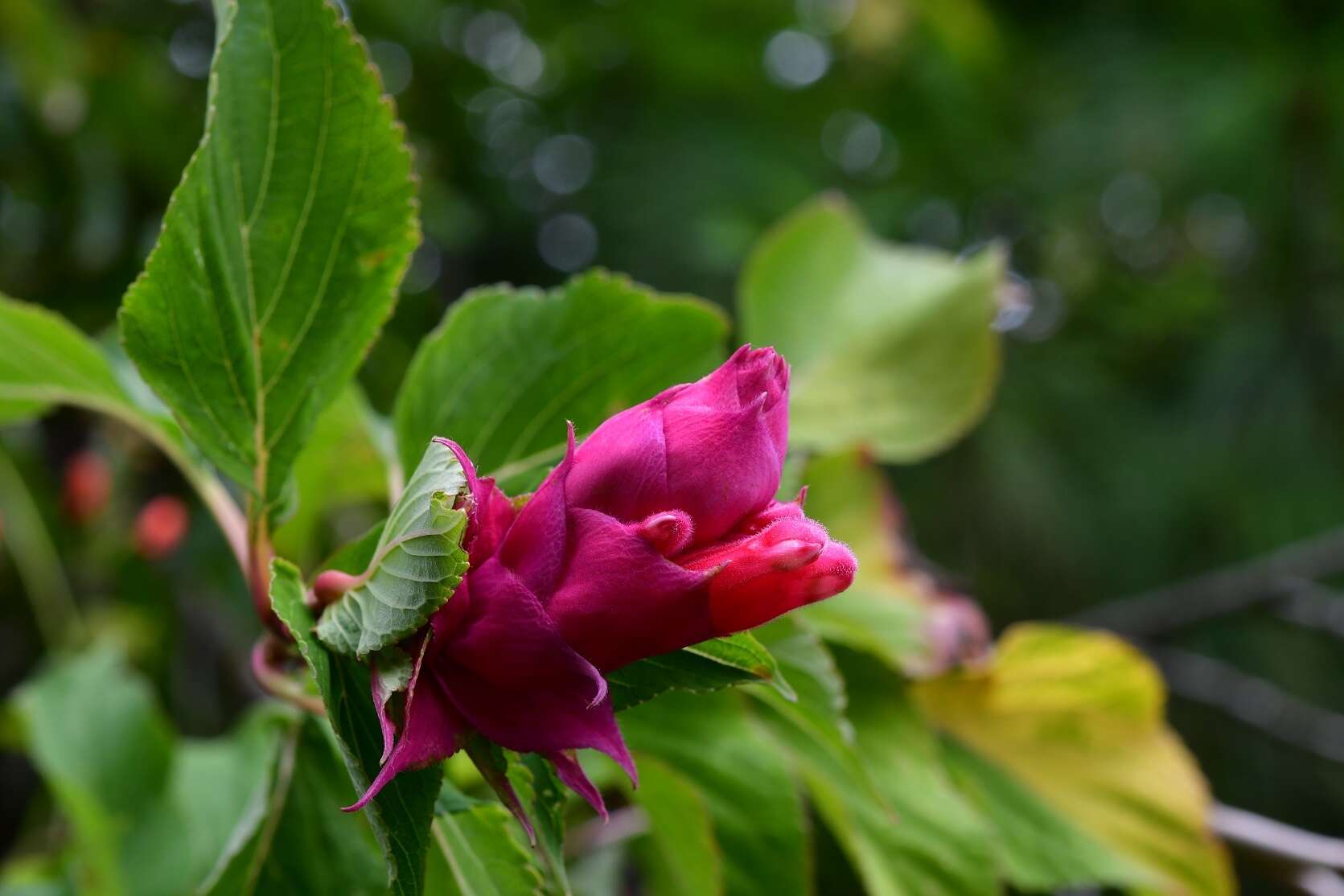 Image of Salvia wagneriana Pol.