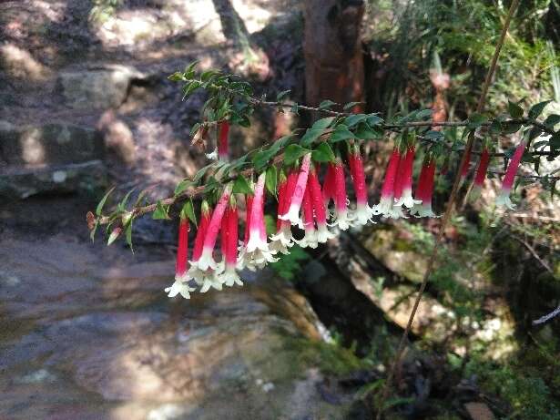 Image of Epacris longiflora Cav.