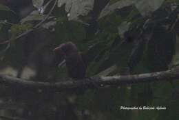 Image of Naked-faced Barbet