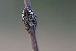 Image of Nuctenea silvicultrix (C. L. Koch 1835)