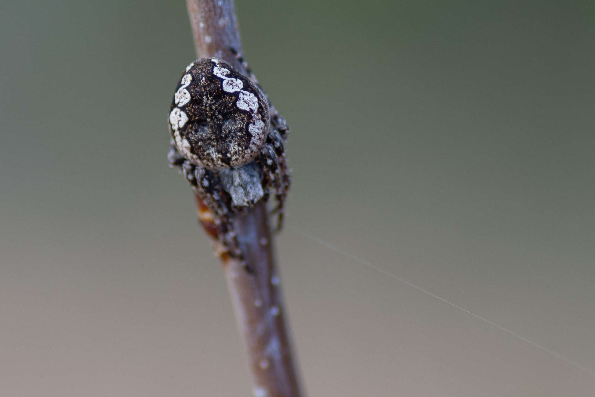 Image of Nuctenea silvicultrix (C. L. Koch 1835)