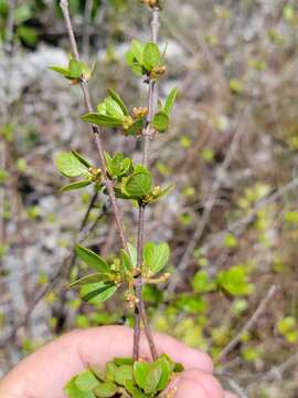 Image of Hammock Velvetseed