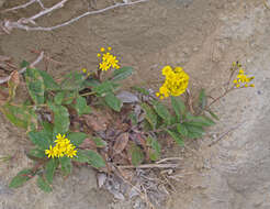 Senecio banksii Hook. fil.的圖片