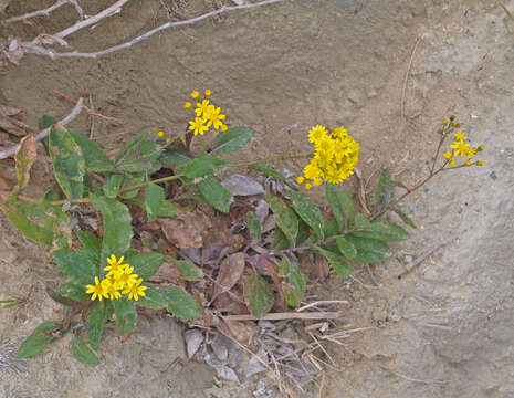 Plancia ëd Senecio banksii Hook. fil.