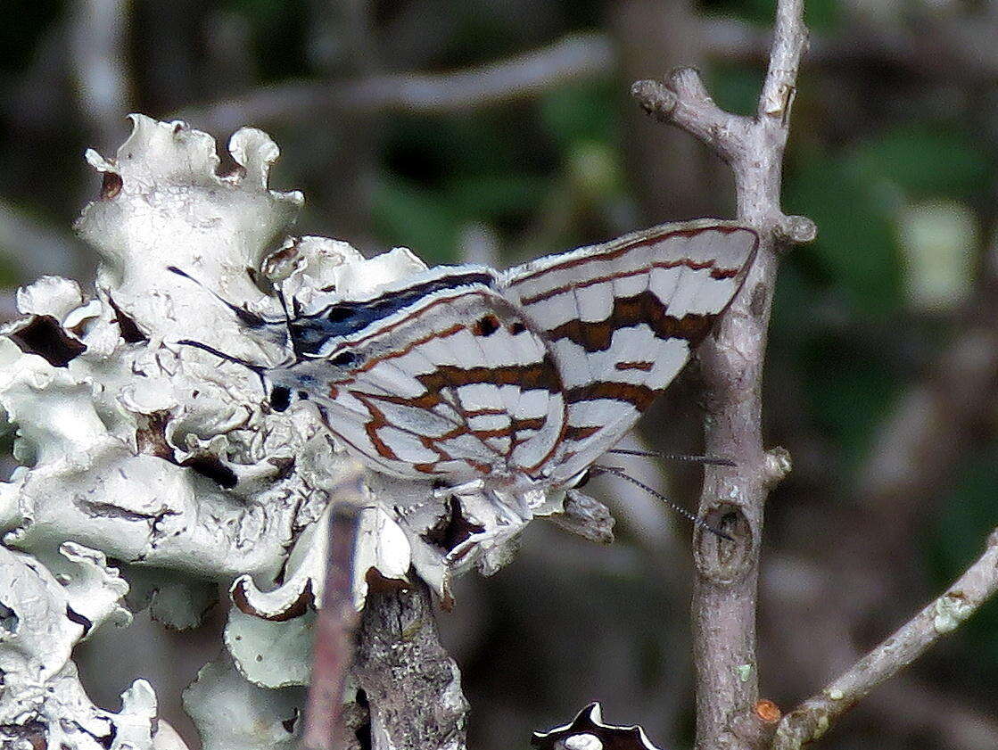 Image of Stugeta bowkeri bowkeri