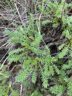 Image de Acaena pinnatifida Ruiz & Pav.