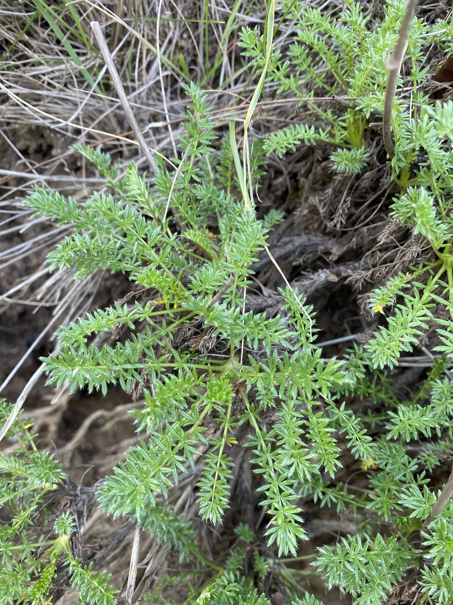 Image of Argentinian biddy-biddy