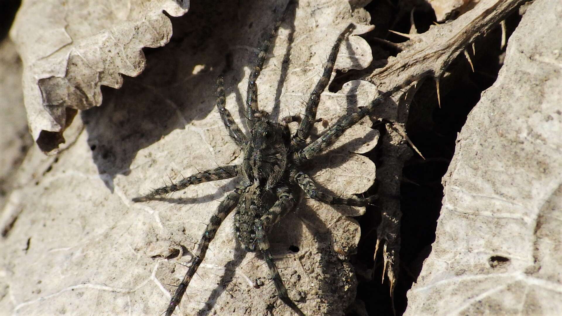 Image of Pardosa groenlandica (Thorell 1872)