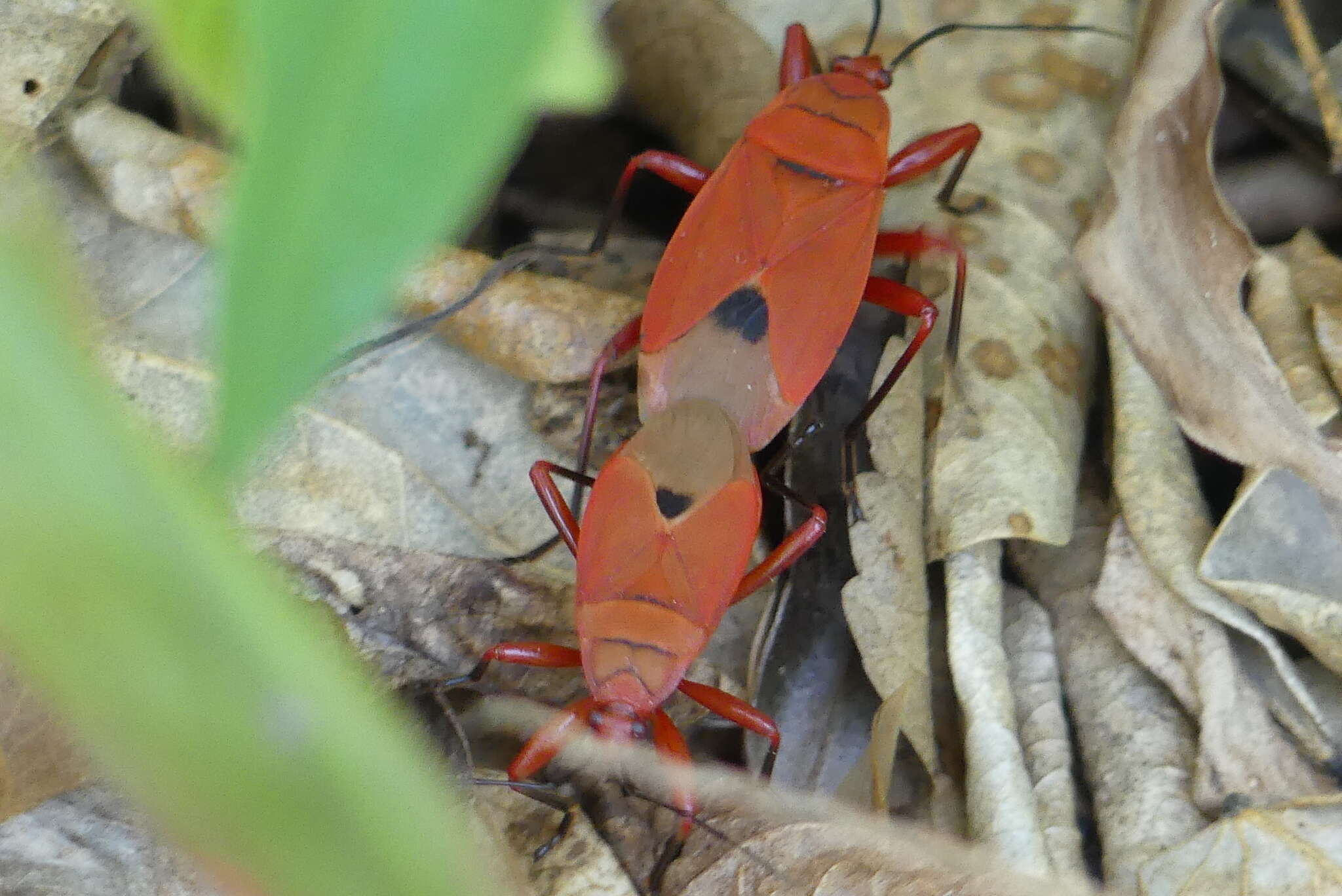 Image of Antilochus russus