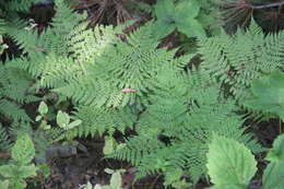 Plancia ëd Athyrium spinulosum (Maxim.) Milde