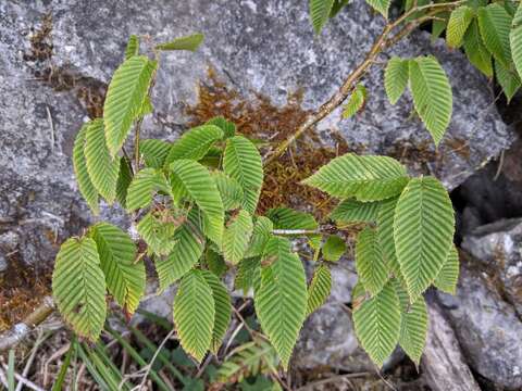 Carpinus rankanensis Hayata的圖片