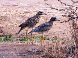 Image of Cape Thick-knee