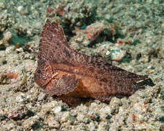 Image of Cockatoo fish