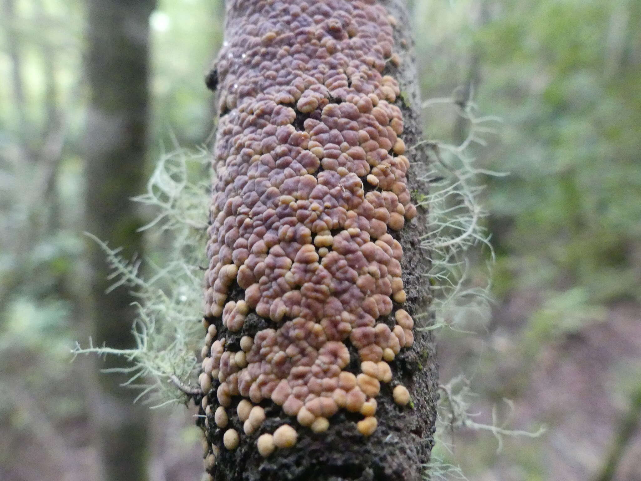 Image of Aleurodiscus berggrenii (Cooke) G. Cunn. 1953