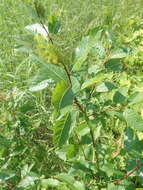 Image of balsam willow