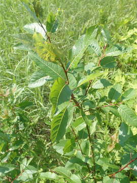 Image of balsam willow