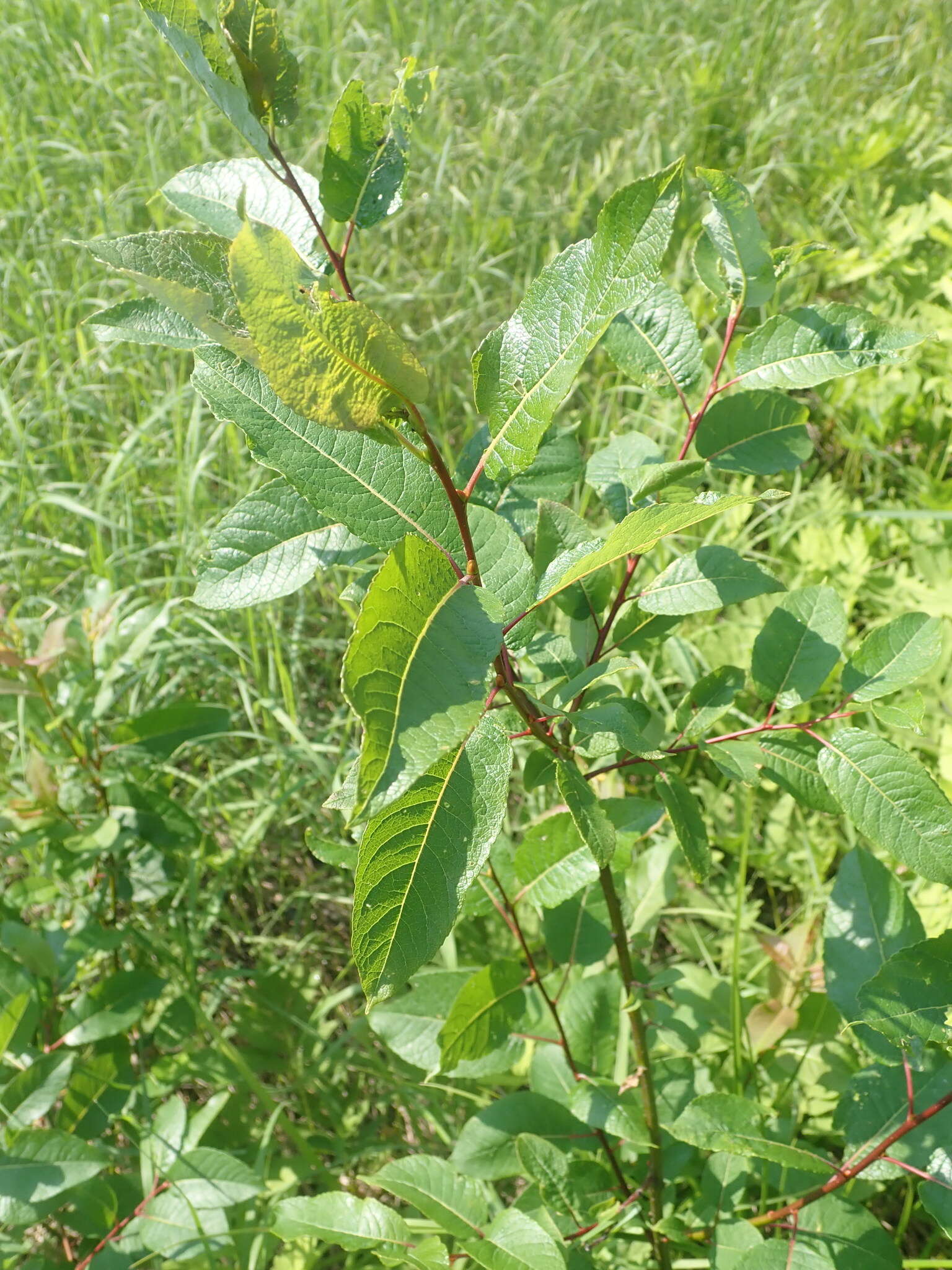 Image de Salix pyrifolia Anderss.