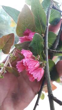 Image of Vallea stipularis Mutis ex L. fil.