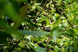 Image of Chestnut-capped Laughingthrush