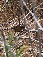 Image of Great Basin Wood Nymph