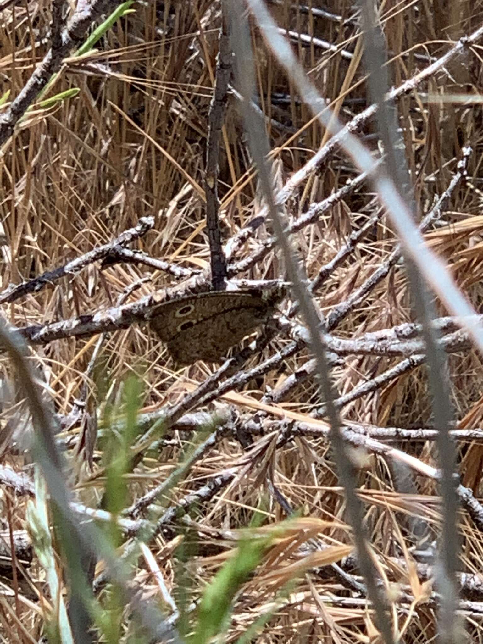 Image of Great Basin Wood Nymph