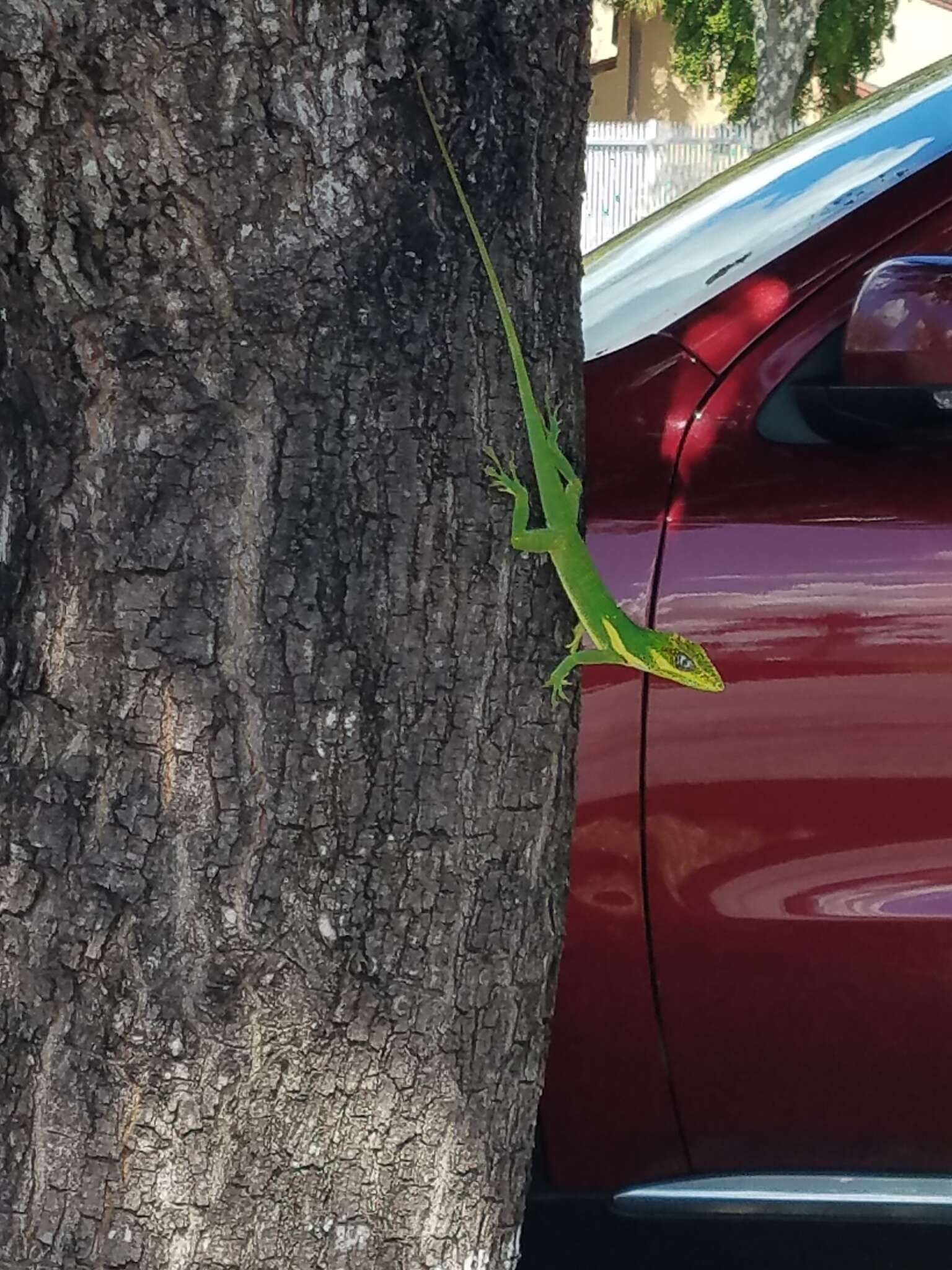 Image of Cuban Giant Anole