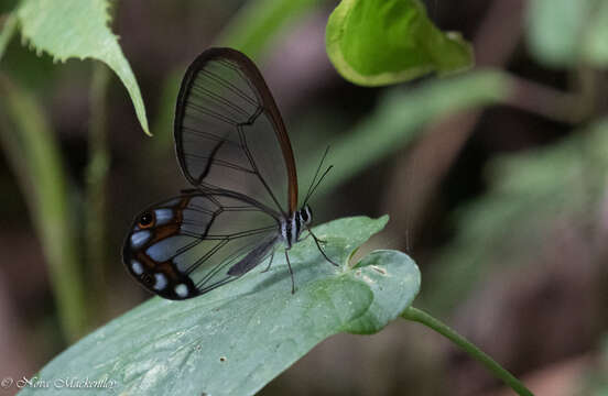 Image of Pseudohaetera hypaesia Hewitson 1854