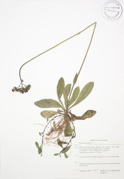 Image of orange hawkweed