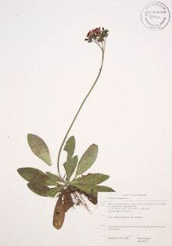 Image of orange hawkweed