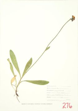 Image of orange hawkweed