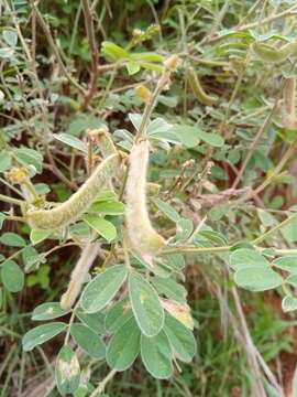 Image of Tephrosia villosa (L.) Pers.