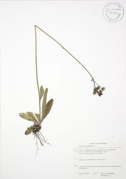 Image of orange hawkweed