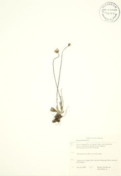 Image of meadow hawkweed