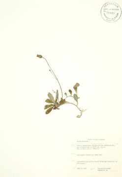 Image of meadow hawkweed