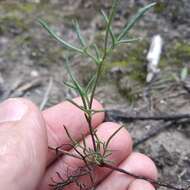 Image of Picradeniopsis pringlei (Greenm.) B. G. Baldwin