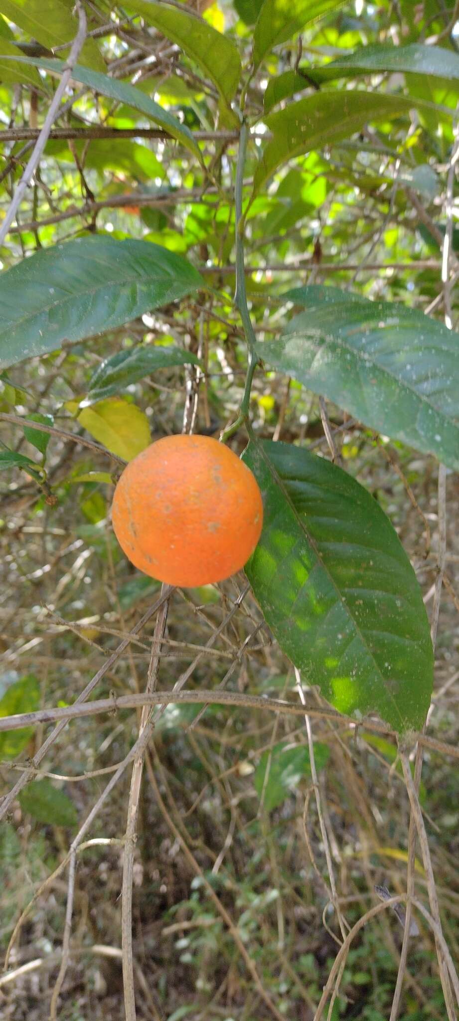 Image of Citrus limonia Osbeck