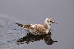 Image of Black-headed Gull