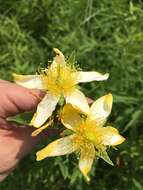 Image of great St. Johnswort