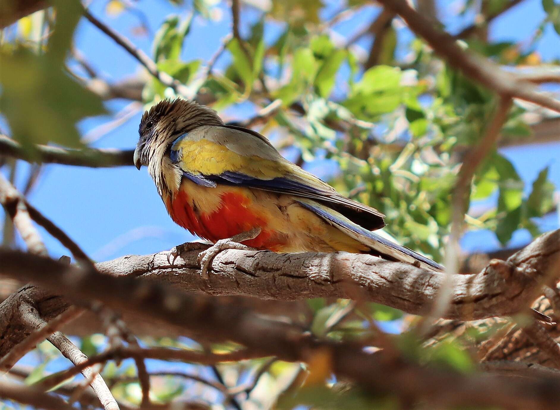 Image of Northiella haematogaster haematogaster (Gould 1838)