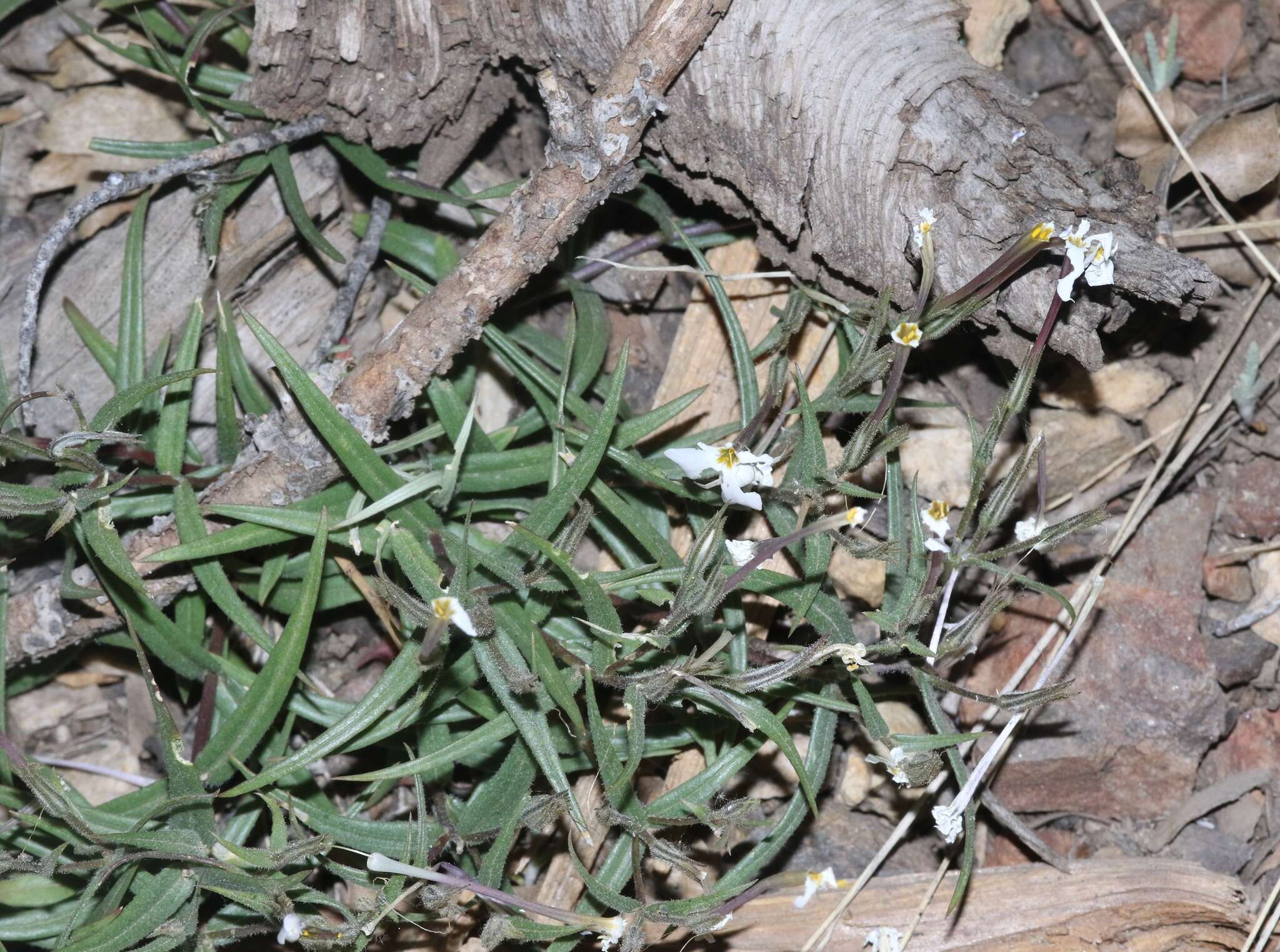 Image of Big Bear Valley phlox